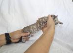 Purple Collar boy - Bengal Kitten For Sale - Manteca, CA, US