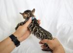 Blue Collar Boy - Bengal Kitten For Sale - Manteca, CA, US