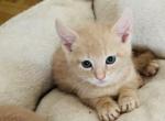 Simba - Domestic Kitten For Sale - Bronx, NY, US