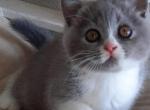 British NOV Nicole - British Shorthair Kitten For Sale - Manorville, NY, US