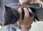 Itsy - Domestic Kitten For Sale - Prosper, TX, US