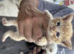 Bitsy - Domestic Kitten For Sale - Prosper, TX, US
