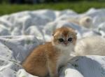Golden fold - Scottish Fold Kitten For Sale - Buffalo, NY, US