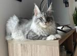 Maya - Maine Coon Kitten For Sale - NE, US