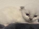 Honey - Ragdoll Kitten For Sale - Ocala, FL, US