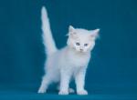 lucky - Maine Coon Kitten For Sale - Brooklyn, NY, US