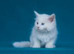 Chardonnay    odd eyes - Maine Coon Kitten For Sale - Brooklyn, NY, US