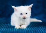 Caspar - Maine Coon Kitten For Sale - Brooklyn, NY, US