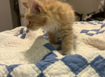 Luna - Maine Coon Kitten For Sale - 