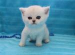 Harry - British Shorthair Kitten For Sale - CA, US