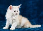 Barry - Maine Coon Kitten For Sale - Brooklyn, NY, US
