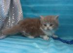Benjee - Munchkin Kitten For Sale - CA, US