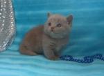 Ben - British Shorthair Kitten For Sale - CA, US
