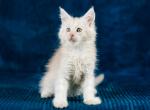 Buddy - Maine Coon Kitten For Sale - Brooklyn, NY, US