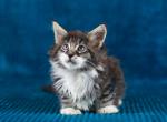 Bruno - Maine Coon Kitten For Sale - Brooklyn, NY, US