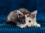 Barbie - Maine Coon Kitten For Sale - Brooklyn, NY, US