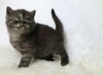 Ash is a pretty black smoke tabby selkirk straight - Selkirk Rex Kitten For Sale - Iva, SC, US