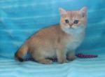 Goldie - British Shorthair Kitten For Sale - 