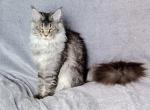Naoni - Maine Coon Kitten For Sale - 