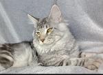 Norton - Maine Coon Cat For Sale - Brooklyn, NY, US