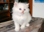 Pooh - Ragdoll Kitten For Sale - Joplin, MO, US