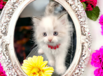 Violet - Ragdoll Kitten For Sale - Joplin, MO, US