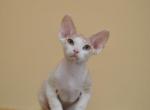 Vintage - Devon Rex Kitten For Sale - 