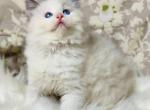 Selena - Ragdoll Kitten For Sale - Miami, FL, US