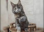 Daniella - Maine Coon Kitten For Sale - Miami, FL, US