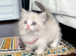 Faline - Munchkin Kitten For Sale - Joplin, MO, US