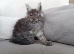 Alisa - Maine Coon Kitten For Sale - Miami, FL, US