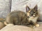 Felisa - Maine Coon Kitten For Sale - Miami, FL, US