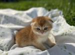 Golden fold 2 - Scottish Fold Kitten For Sale - Buffalo, NY, US