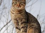 Lioncita - Domestic Cat For Sale - Salton City, CA, US