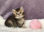 Evangelina British Shorthair female - British Shorthair Kitten For Sale - Seattle, WA, US