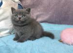 Dimash British Shorthair male - British Shorthair Kitten For Sale - Seattle, WA, US