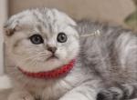 Bulka Scottish Fold female - Scottish Fold Kitten For Sale - Seattle, WA, US