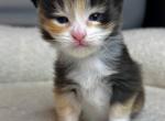 Hayley - Maine Coon Kitten For Sale - Greensburg, IN, US