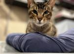 Glamourella - Serengeti Cat For Adoption - Evesboro, NJ, US