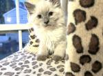 Blue point Siamese kittens - Siamese Kitten For Sale - Bealeton, VA, US