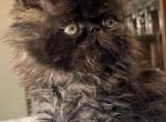 Gosht - Persian Kitten For Sale - Houston, TX, US