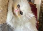 Ginger - Persian Kitten For Sale - Houston, TX, US