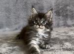 Aurora - Maine Coon Kitten For Sale - NY, US