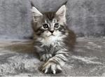 Ameli - Maine Coon Kitten For Sale - NY, US