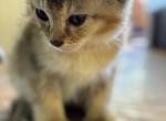 Chausie Kittens - Chausie Kitten For Sale