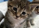Pixie Bob Kittens - Pixie-Bob Kitten For Sale