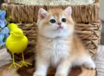 Alpha - British Shorthair Kitten For Sale - FL, US