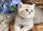 Boba - British Shorthair Kitten For Sale - FL, US