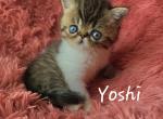 Yoshi - Exotic Kitten For Sale - Lemont, IL, US