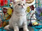 Ben - British Shorthair Kitten For Sale - FL, US